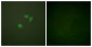 SUMO1 / SMT3 Antibody (aa1-50)